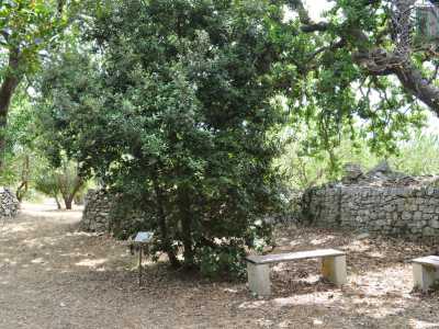 Il percorso naturalistico invece ci porta nel bosco che circonda il sito. Passeggiamo tra querce rovella, olmi campesti, fragni, calle pugliesi e rose canine, intervallati da alcune panchine in legno dove � possibile rilassarsi ascoltando i suoni della natura